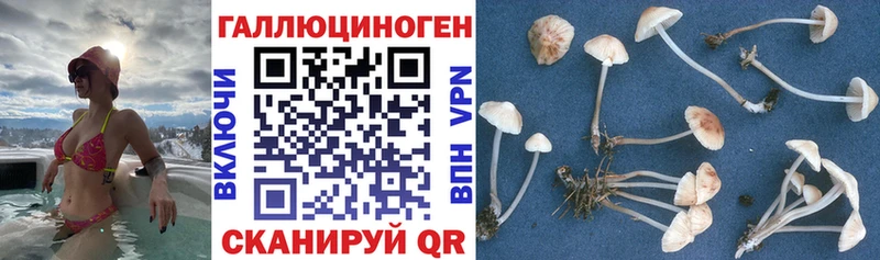 Купить  Гурьевск  Галлюциногенные грибы Psilocybine cubensis 